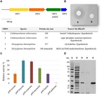 EstDZ3: A New Esterolytic Enzyme Exhibiting Remarkable Thermostability